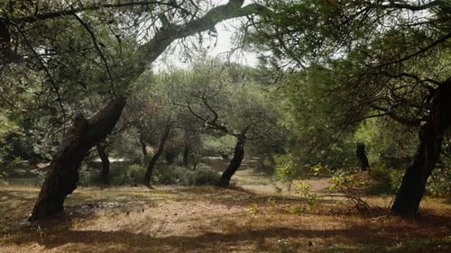 Sunny forest after the rain. Drops of water are dripping from the branches of pine trees.