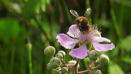 honeybee collecting nectar from a pink flower on blackberry bush, flies away, close-up slowmo