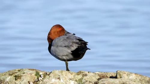 Common Pochard