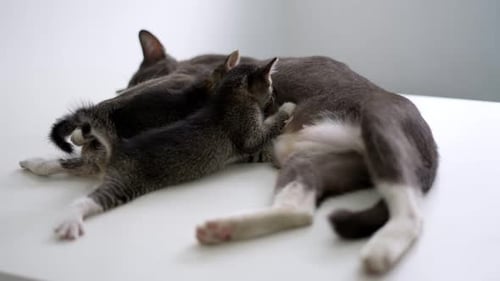 Mamá gata amamantando a un gatito.