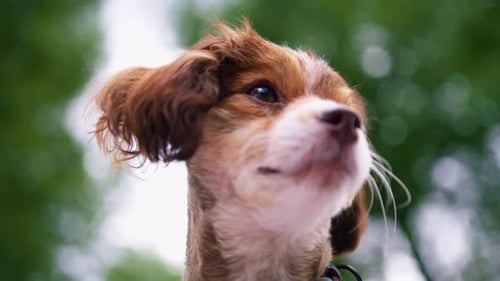 small funny cute dog with owner on a walk in the park girl pet outdoors happy friendship lies