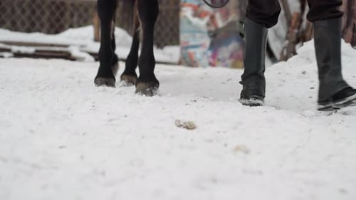 Horse and Handler Stepping Through Snow Synchronized Footsteps and Hoofprints Audible Crunch Cold