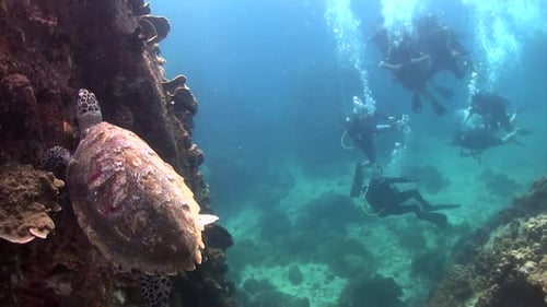Majestic Sea Turtle Relaxing Near Scuba Divers