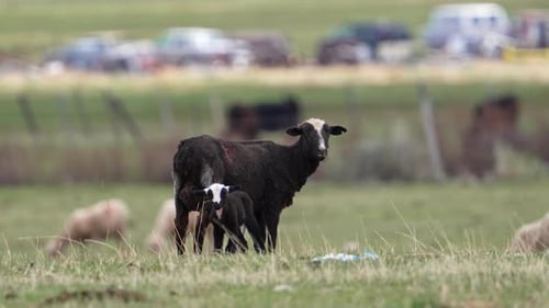 Black sheep standing in a field with its lamb looking around