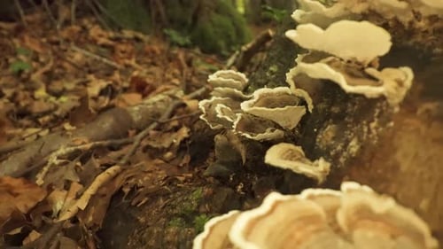 Tree Fungi Growing on Mossy Log in Forest
