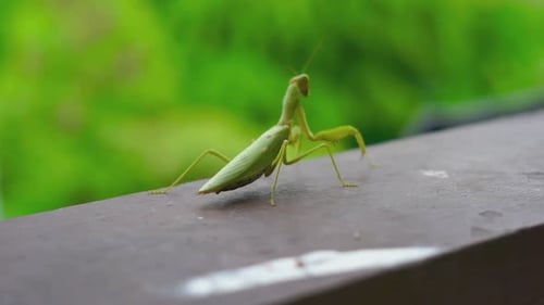 Green praying mantis