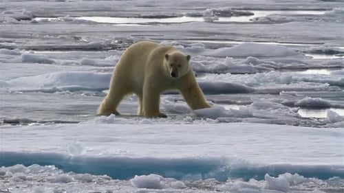 Polar bear male, jumping on sea ice, avoiding water, Svalbard
