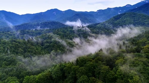 Misty mountains reveal lush green forests at dawn.