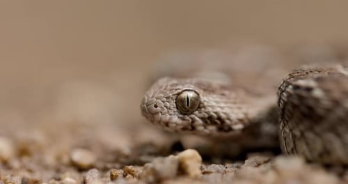 Closeup of Saw-Scaled Viper snake – Detailed View of Scales and Vertical Pupil, highly venomous