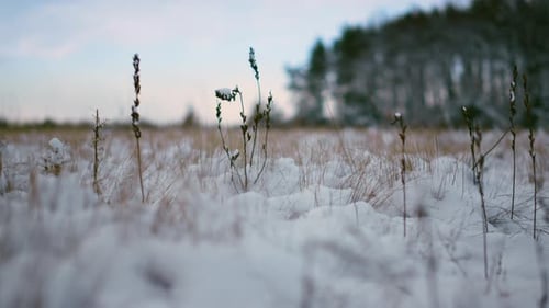 Dry grass stalks sticking out of clear snow on a winter forest background