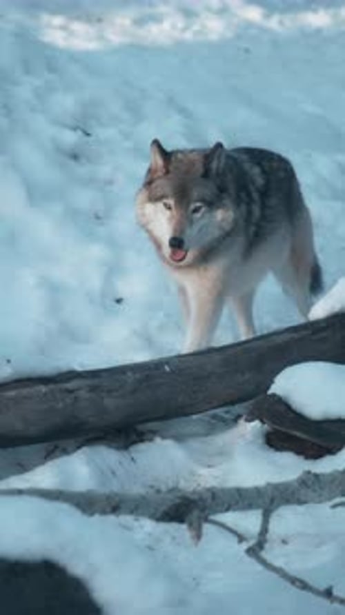 Lobo gris corriendo por el bosque nevado en invierno. Vertical.