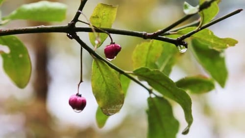 Nahaufnahme einer rosa Beere im Regen