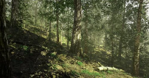 Sunlight Filters Through Trees in a Serene Forest Setting During Morning Hours