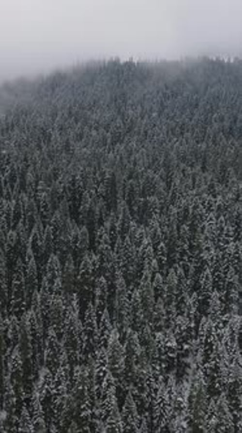 Snowy Jungle Aerial View