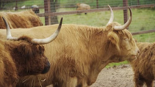 highland cattle on a pasture in spring with cute calves
