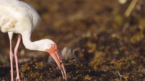 White Ibis Feeding on Worms in Beach Seaweed