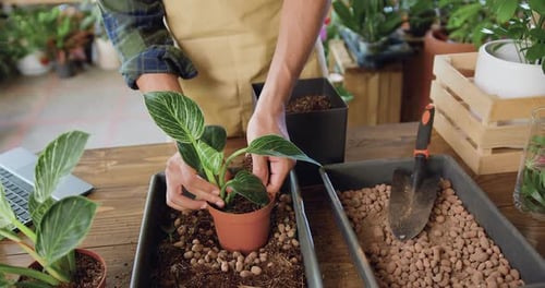Close up successful African male hands florist replanting flowers in florist shop using soil