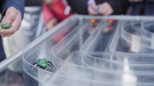 Hexbug Racing Along Clear Plastic Track