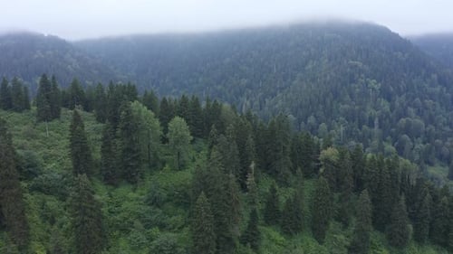 Misty Pine Forest and Forest Road Aerial View 2