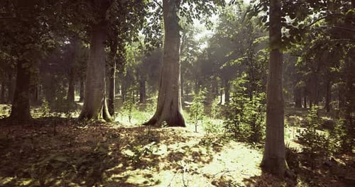 Sunlight Filters Through Trees in a Serene Forest Landscape in the Afternoon