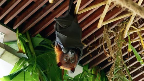 Giant Bat Sleeps Hanging From the Ceiling