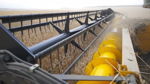 Close Up Knife of Combine Spinning and Cutting Ears of Wheat Harvester Slowly Riding Through Field