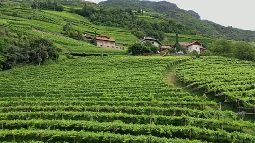 Aerial View of Vineyards Wineries Houses and Churches on the Slopes of High Mountains on a Sunny Day