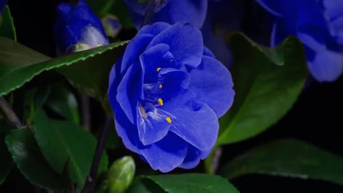 Camellia Blue Flower Blooming in Time Lapse on a Black Background. Plant Opens Blossom