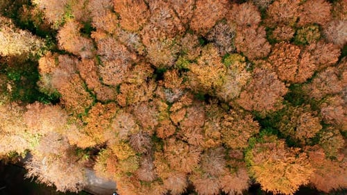 Overhead Vertical of Tree and Forest Orange Color in Autumn Season