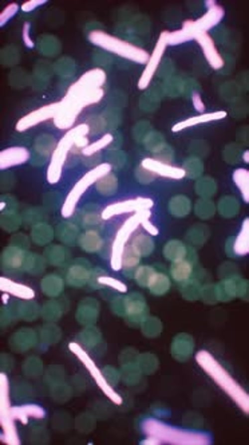 Viewing the Navirus Under a Digital Microscope