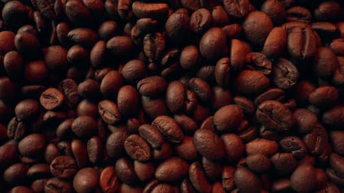 Frische Bio-Mischung aus Robusta-Kaffeebohnen, Premium-Mischung für Espressogetränke