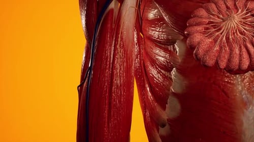 Close-Up of Human Muscle Anatomy on Vibrant Background
