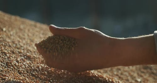 Close up shot of an young successful man farmer is controlling with his hands at the moment harves