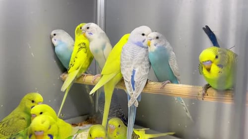 Many Colorful Little Parrots Sit in a Glass Cage Beautiful Budgies