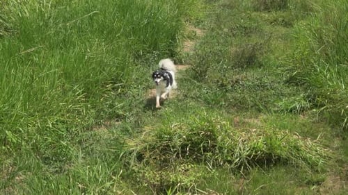 dog running in the grass. Border collie.
