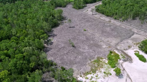 Aerial view deforestation, logged forest trees in tropics