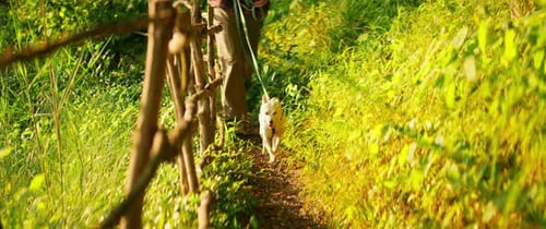 Man in Red Sneakers Walks with Dog in Forest at Sunset Animal Dog Runs Through Path Nature