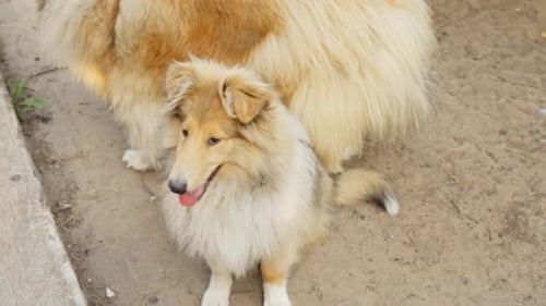 Family of majestic rough collie outdoors, motion view