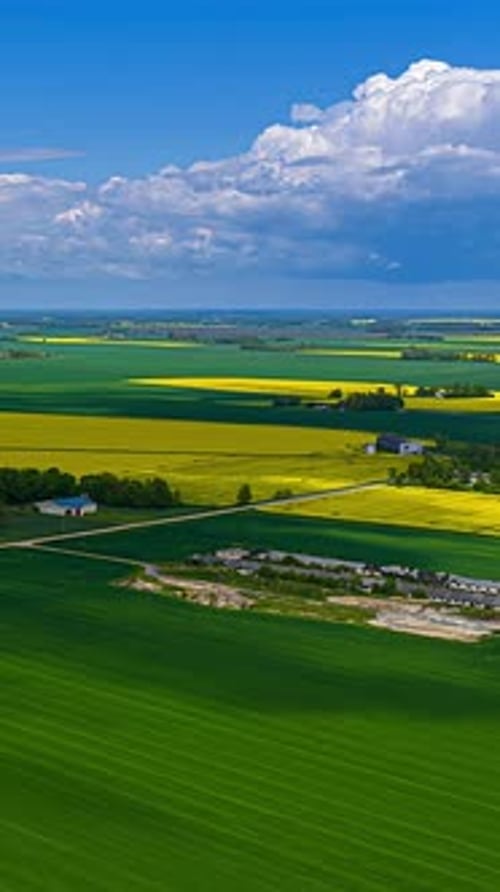 Farm agriculture field rapeseed oil crop growing yellow flower timelapse moving clouds vertical