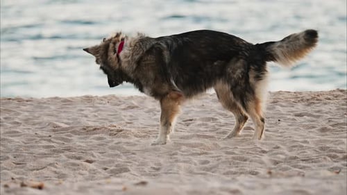Close up of a dog running and playing on the beach