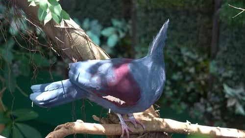Victoria Crowned Pigeon Perched on Tree Branch in Jungle