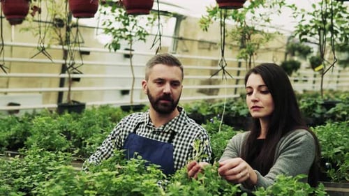 Botanists Inspecting Plants in Greenhouse Horticulture