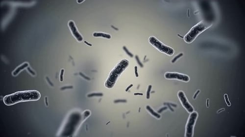 Microscopic Bacteria Cells Floating