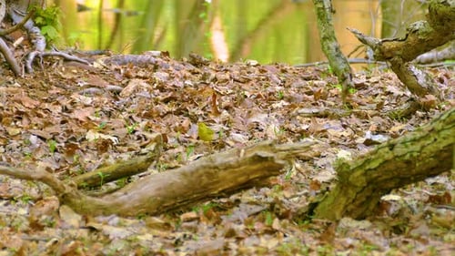 Tennessee Warbler foraging on the forest floor.