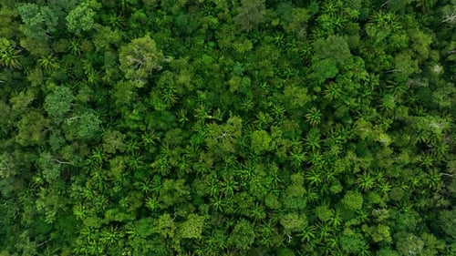 Drohnenaufnahme von oben nach unten auf den tropischen Amazonas-Regenwald-Dschungel aus der Vogelperspektive. Dichte Baumkronen des Regenwaldes
