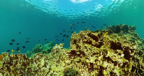 Vibrant Coral Reef Thriving with Colorful Fish