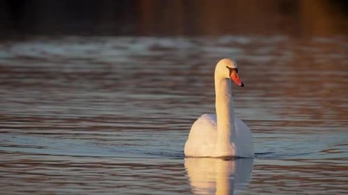 Cygne blanc nageant dans un habitat lacustre naturel Une oie sauvage nage gracieusement dans une rivière dans un habitat naturel