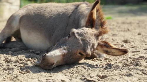 Head Close-up of Grey Cotentin Donkey Resting Lying on Dirt Soil