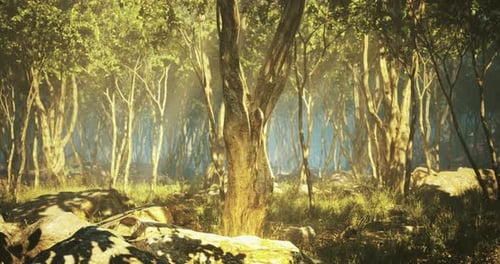 Bright Sunbeams Filter Through Lush Green Trees in a Tranquil Forest