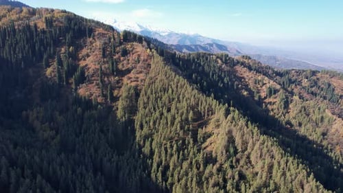 Aerial View of Mountain Range and Forest